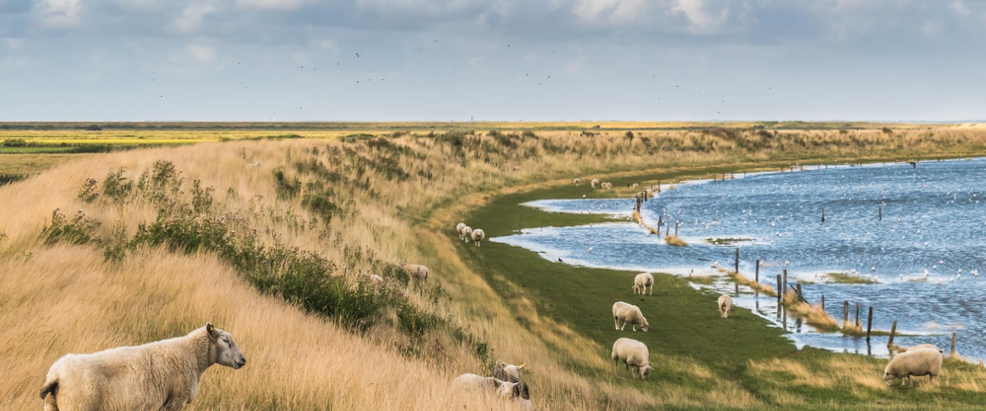 Deich Wattenmeer Daniela Baumann shutterstock_2027893331.jpg