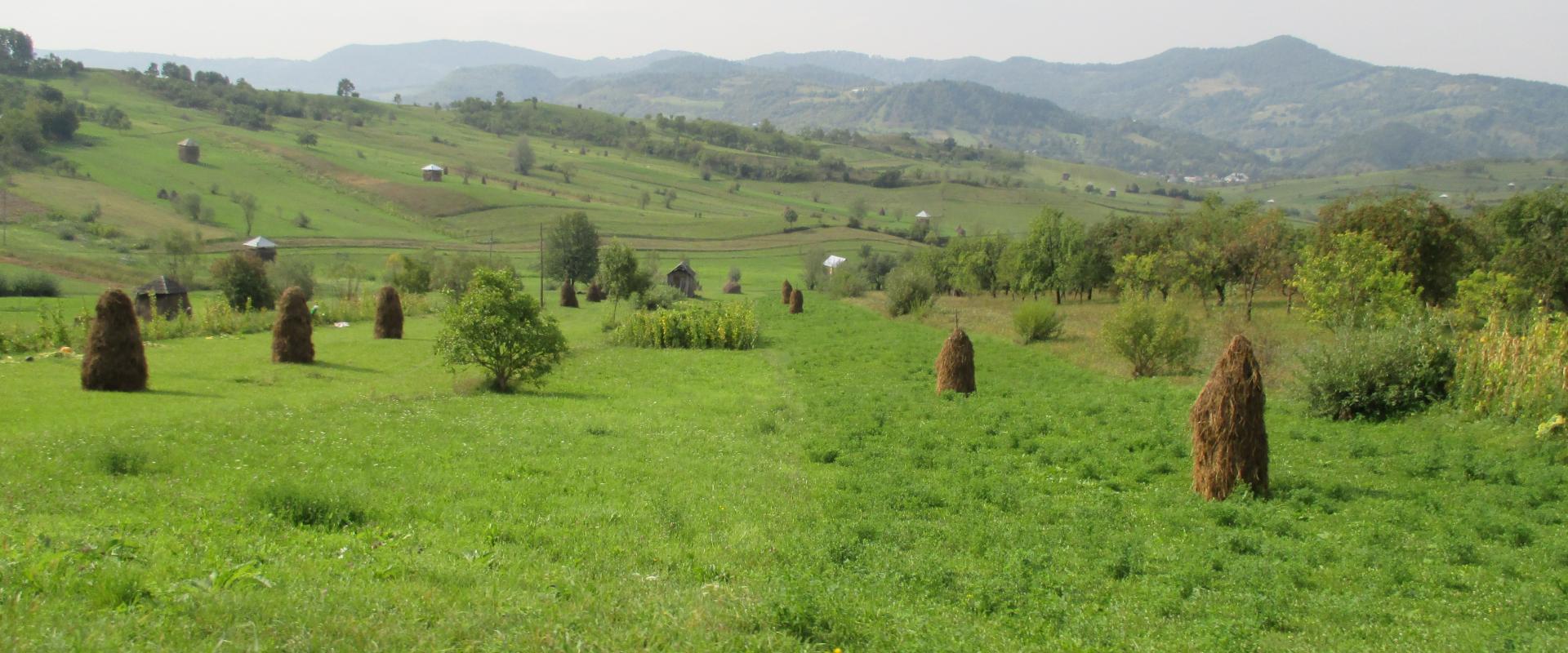 Rumänische Landschaft mit traditionellen Heuhaufen auf grünen Feldern, sanften Hügeln im Hintergrund und einem leichten Blick auf einen Motorradspiegel im Vordergrund.