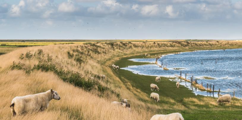 Deich Wattenmeer Daniela Baumann shutterstock_2027893331.jpg