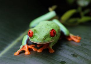 Biosphäre Potsdam Rotaugen Laubfrosch