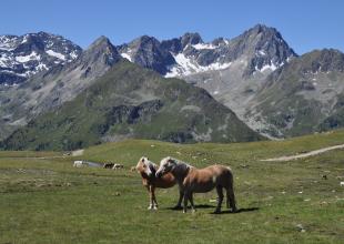 Pferde auf einer Wiese, oberhalb des Kühtaisattels, mit Blick auf Berge
