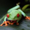 Biosphäre Potsdam Rotaugen Laubfrosch