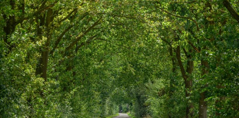 Münsterland Sommer 