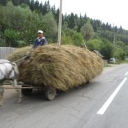 Ein Pferdewagen, beladen mit Heu, wird auf einer ländlichen Straße von einem Mann gelenkt, umgeben von grüner Waldlandschaft.