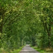 Münsterland Sommer 